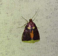 Image of Semnia auritalis Hübner