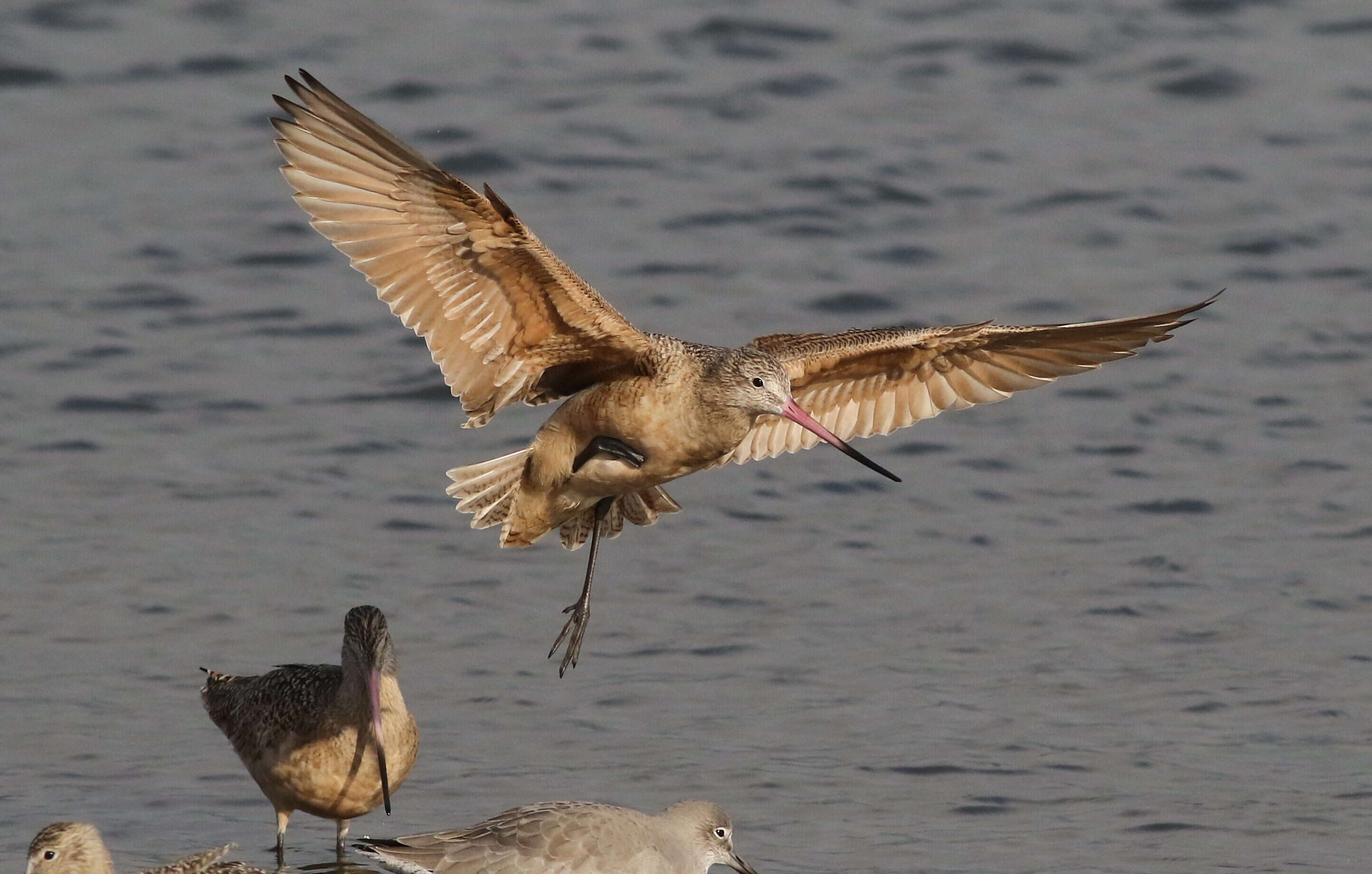 Image of Marbled Godwit