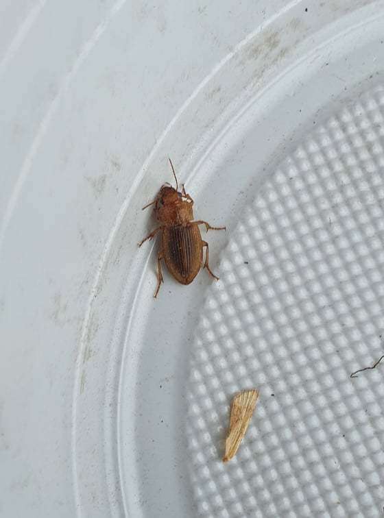 Слика од Harpalus (Harpalus) flavescens (Piller & Mitterpacher 1783)