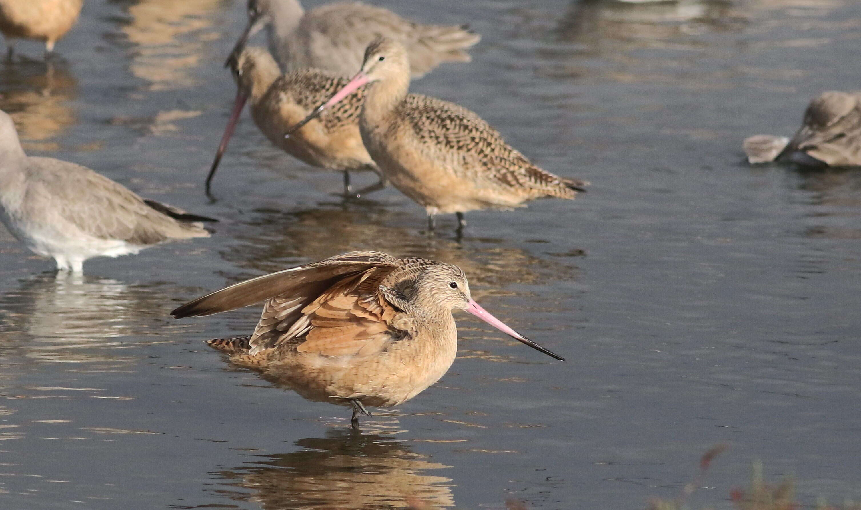 Image of Marbled Godwit