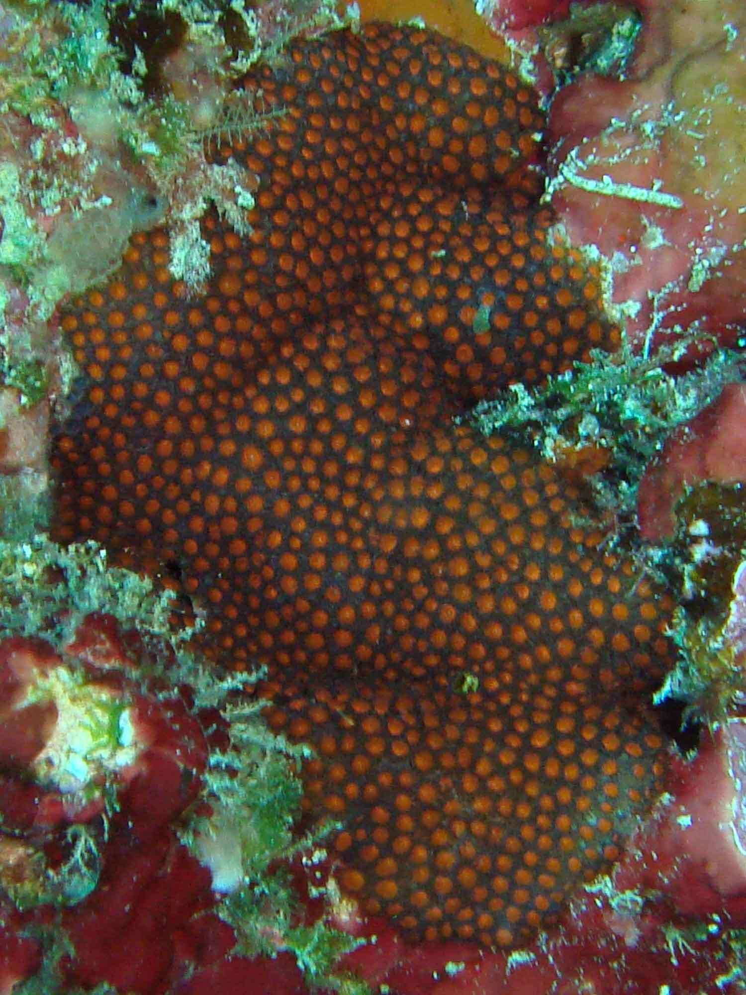 Image of thorn coral