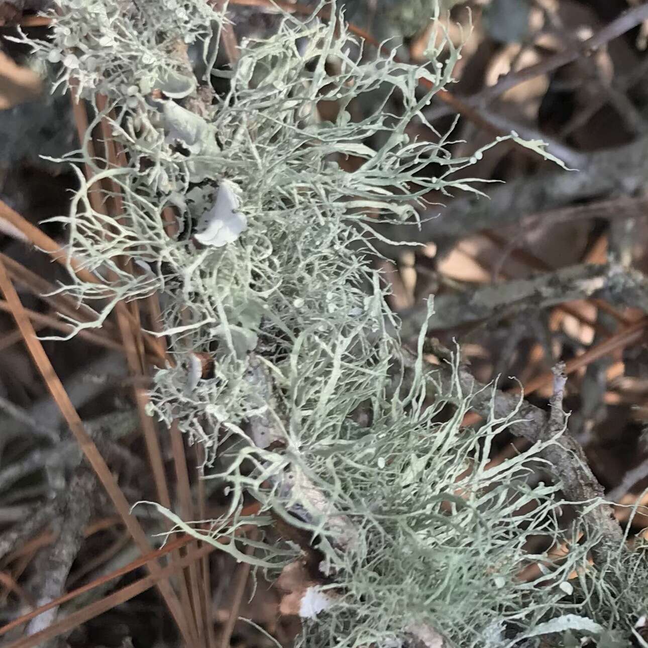 Imagem de Ramalina stenospora Müll. Arg.