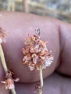 Image of Eriogonum wrightii var. oresbium J. L. Reveal