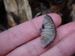 Hohenbuehelia mastrucata (Fr.) Singer 1951 resmi