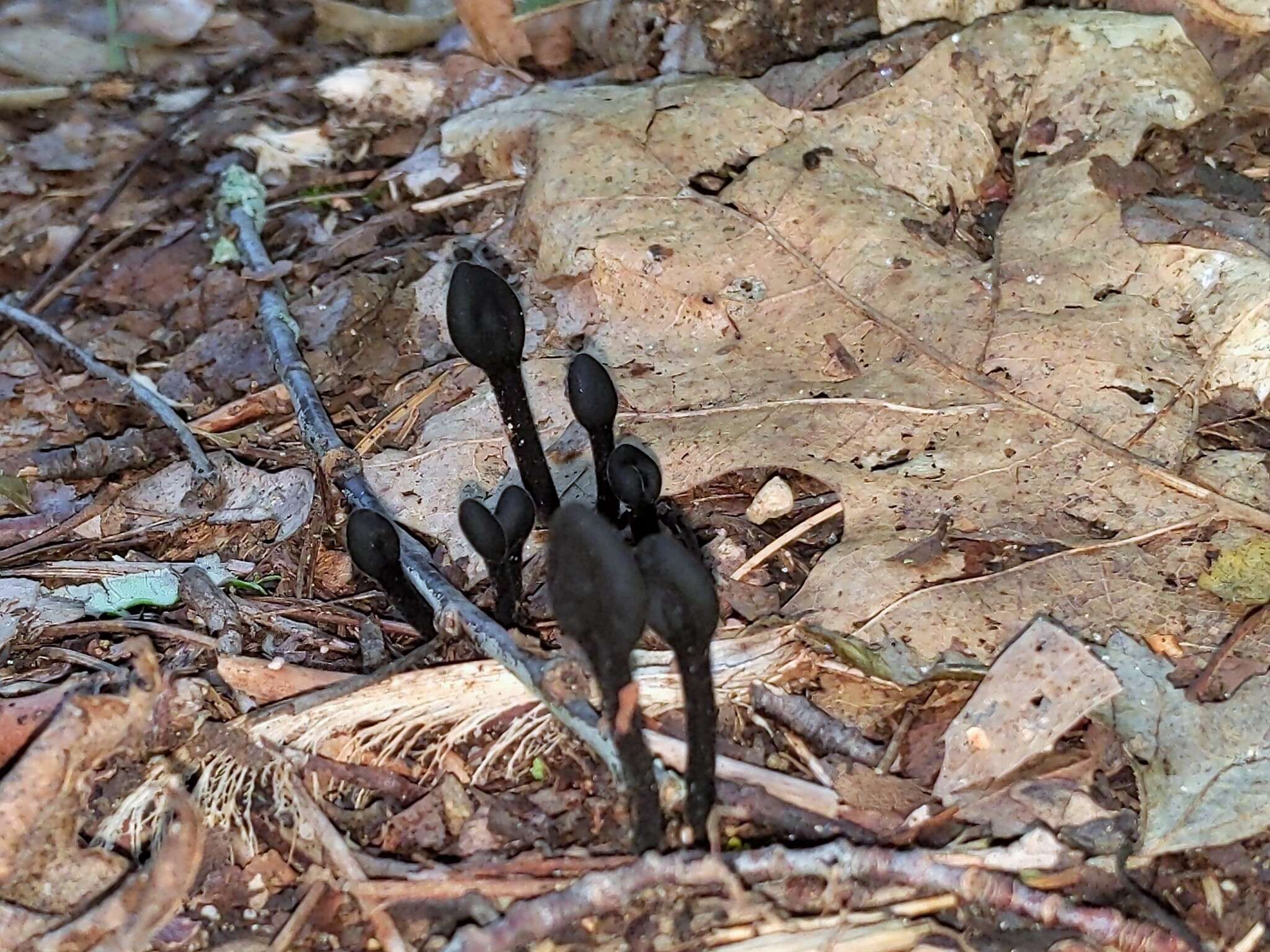 Слика од Trichoglossum variabile (E. J. Durand) Nannf. 1942