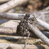 Image of Twelve-spotted Tiger Beetle