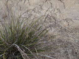 Image of Lepidosperma viscidum R. Br.