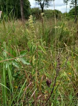 Ocimum gratissimum subsp. gratissimum的圖片