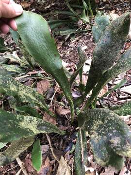 Image of Antrophyopsis boryana (Willd.) Schuettp.