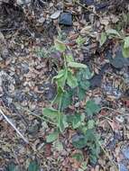 Image de Stachys pycnantha Benth.