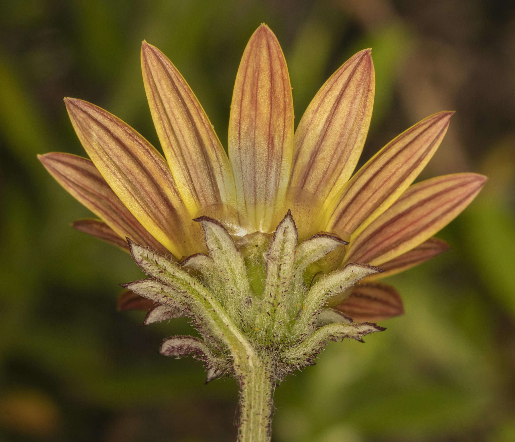 Image of Arctotis scabra Thunb.