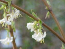 Imagem de Lonicera fragrantissima Lindl. & Paxt.