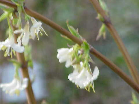 Image of sweet breath of spring