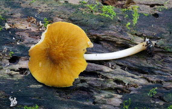 Image of Pluteus flavofuligineus G. F. Atk. 1902