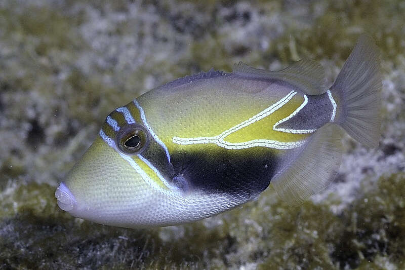 Image of Reef triggerfish