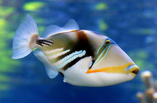 Image of Lagoon triggerfish