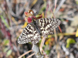 Image of Zerynthia rumina (Linnaeus 1758)