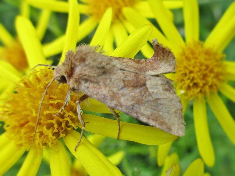 Слика од Oligia fasciuncula Haworth 1809