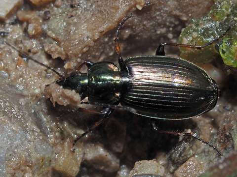 Agonum (Agonum) muelleri (Herbst 1784)的圖片