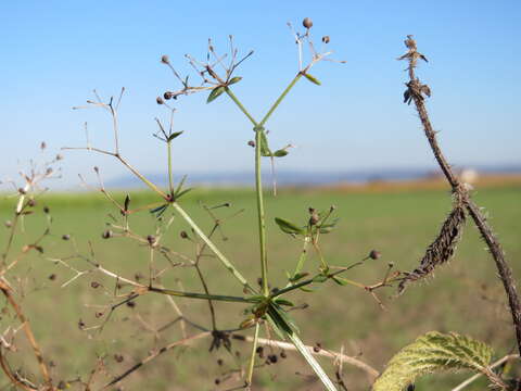 Image of White bedstraw