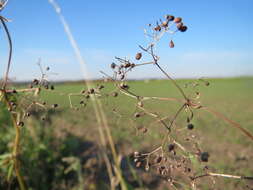 Image of White bedstraw