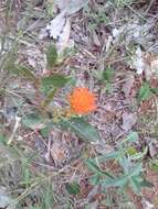 Image of Gomphrena arborescens L. fil.