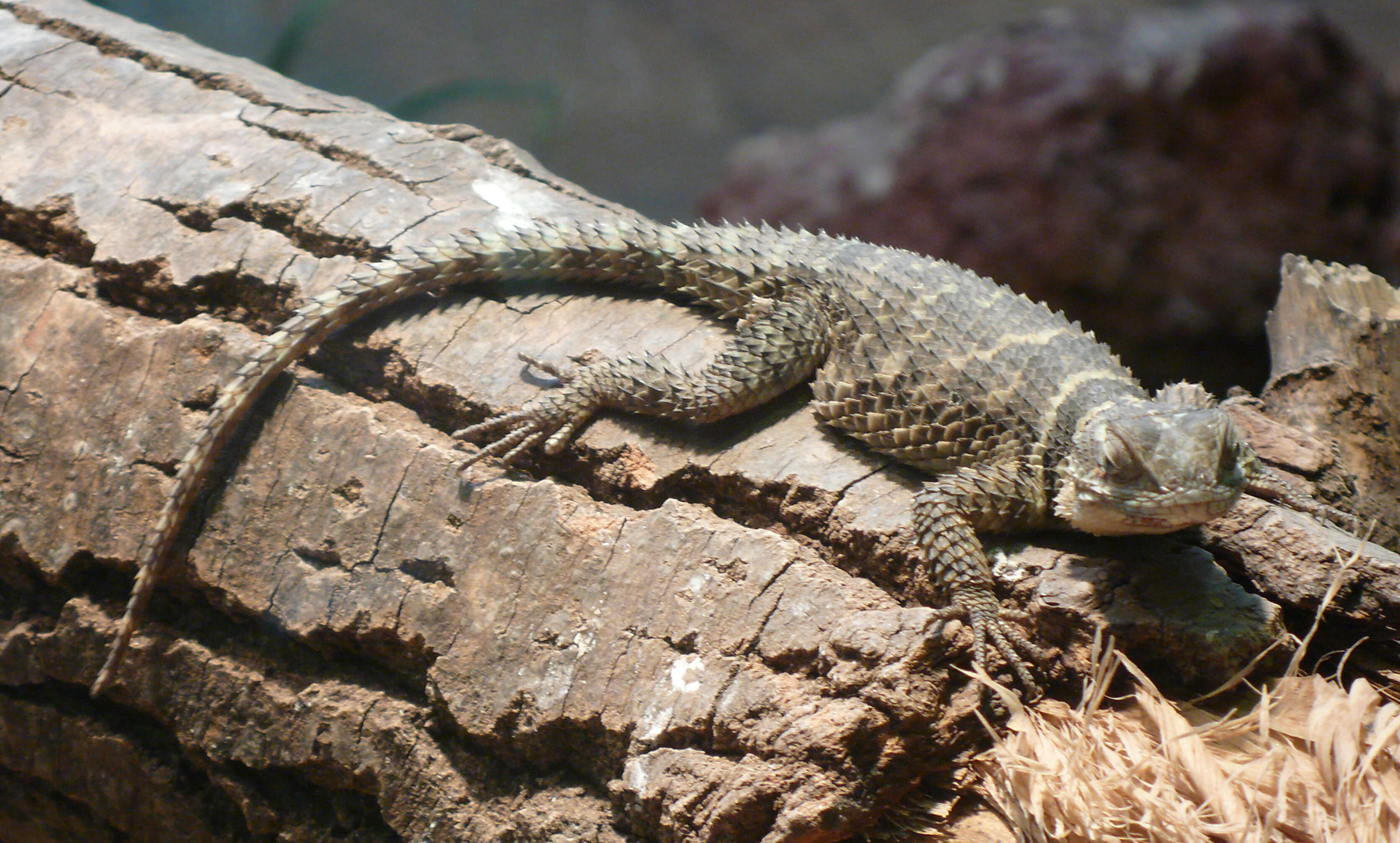 Image of Crevice Spiny Lizard