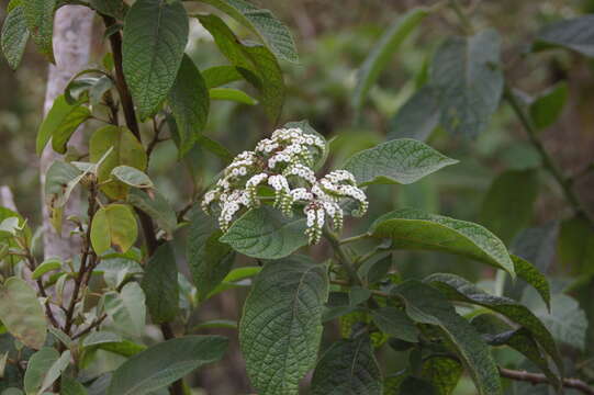 صورة Tournefortia rufosericea Hook. fil.