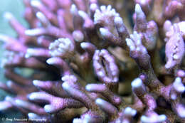 Image of bush coral