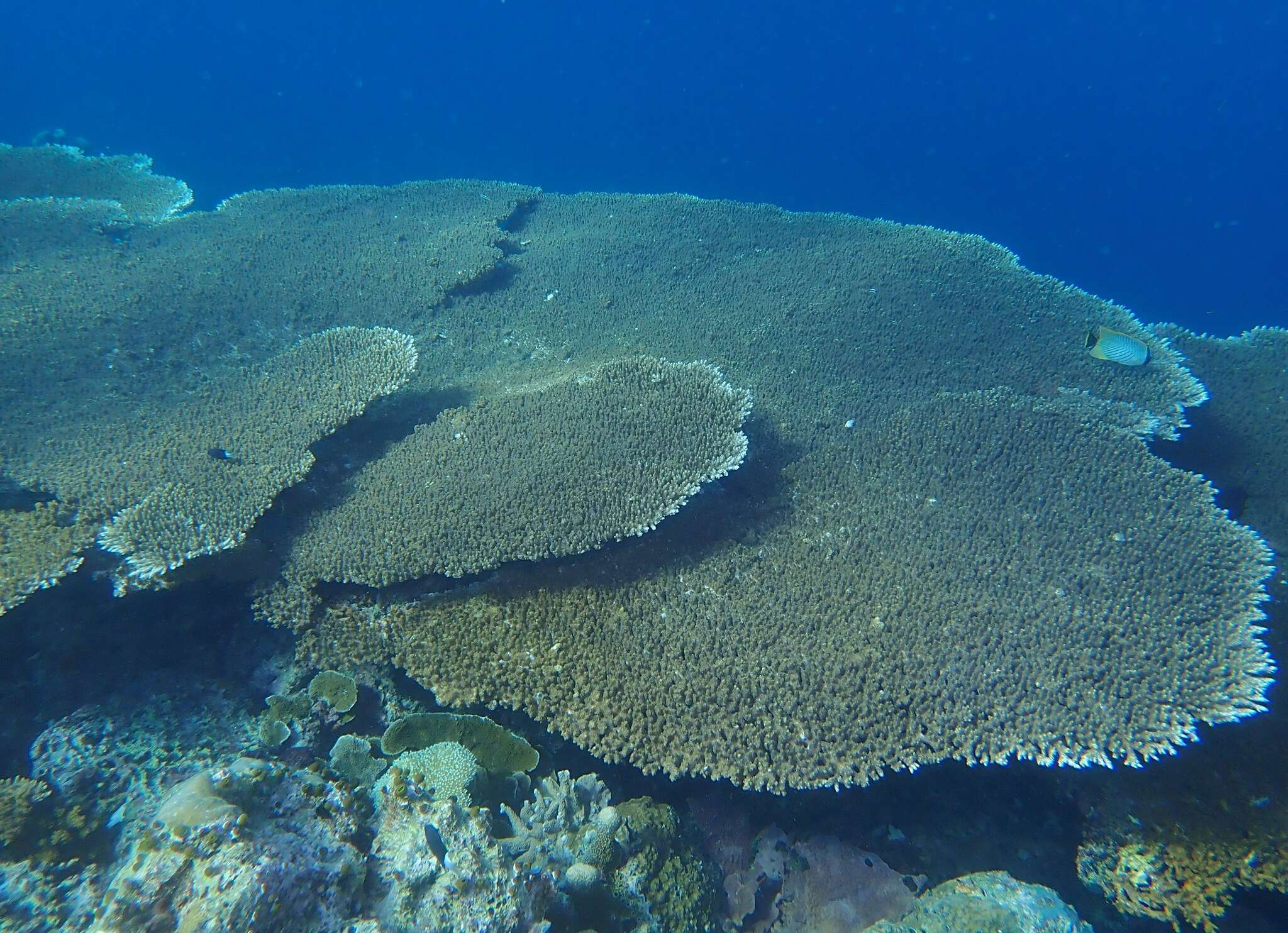 Staghorn coral - Encyclopedia of Life