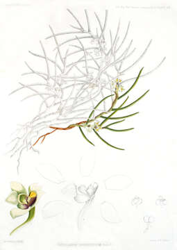 Image of Gastrochilus inconspicuus (Hook. fil.) Kuntze