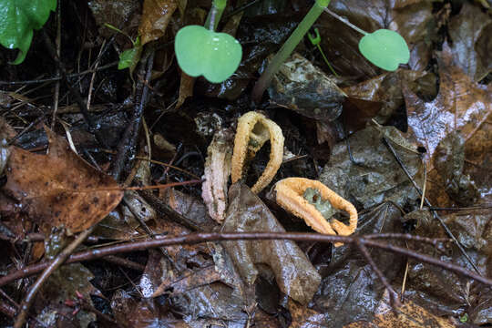 Image of stinkhorn