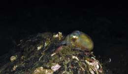 Image of blue-eyed bob-tailed squid