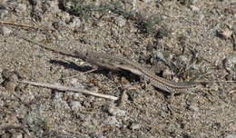 Image of Snake-eyed lizard