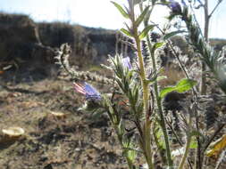 Imagem de Echium vulgare L.