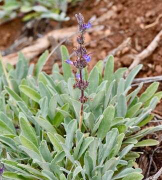 Imagem de Salvia sonomensis Greene