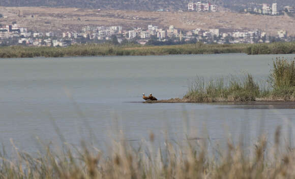 Image of Ruddy Shelduck