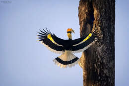 Image of Great Indian Hornbill