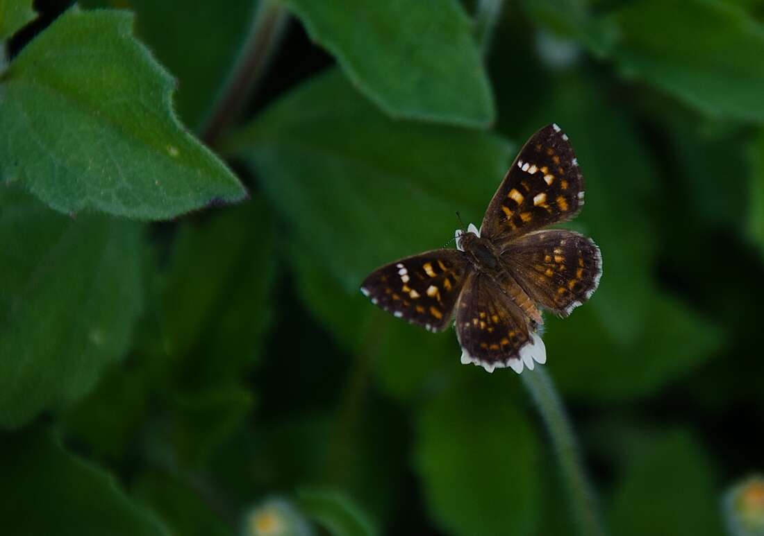 Image of Aricoris epulus