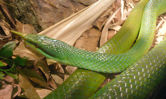 Image of Rhino Rat Snake