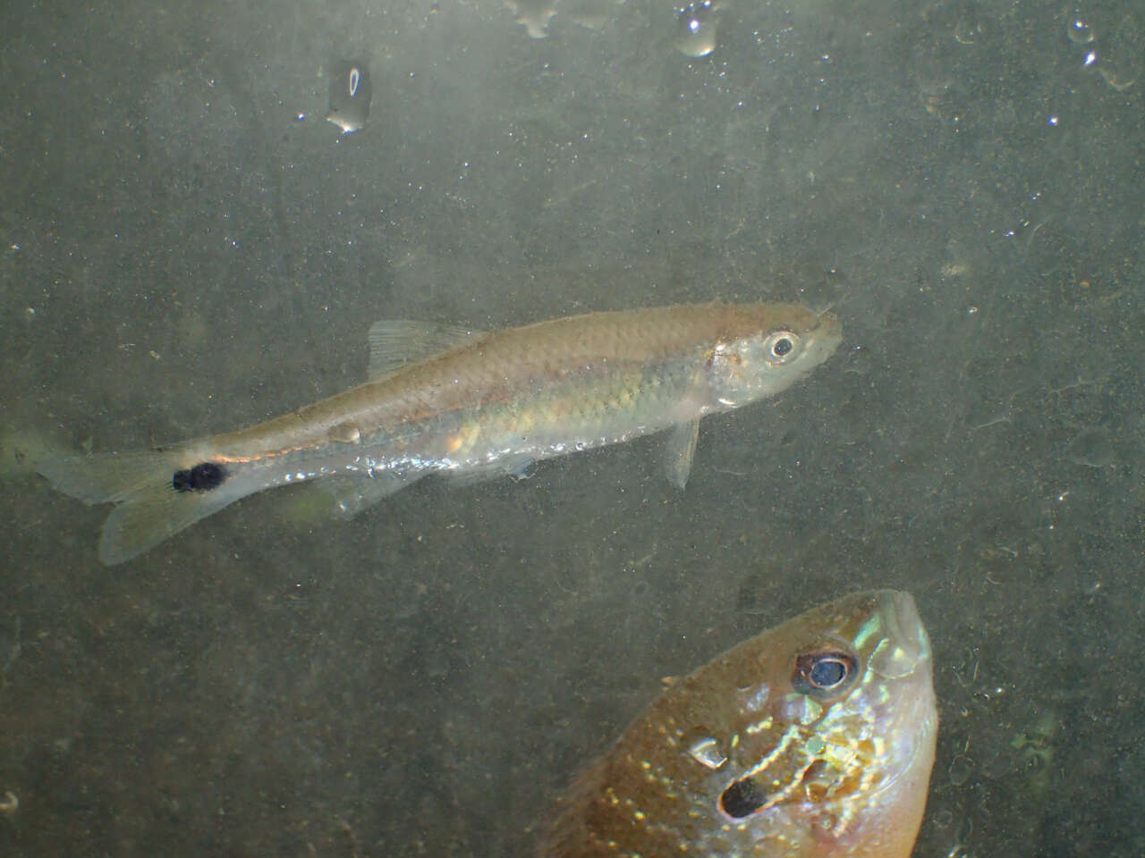 Image of Blacktail shiner