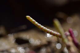 Image of Salicornia procumbens Sm.
