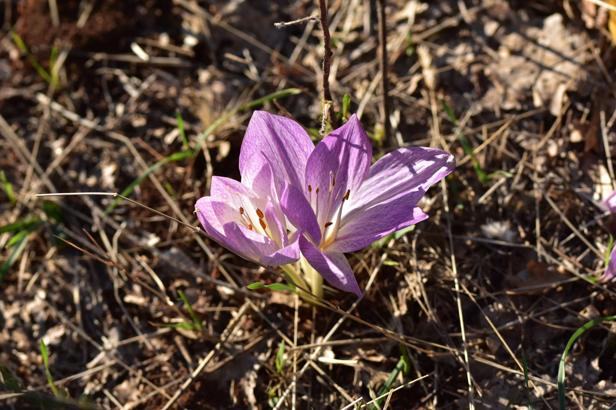 Image of Colchicum haynaldii Heuff.