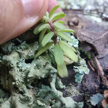 Image of Peperomia leptophylla Miq.