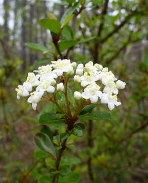 Image of small-leaf arrowwood