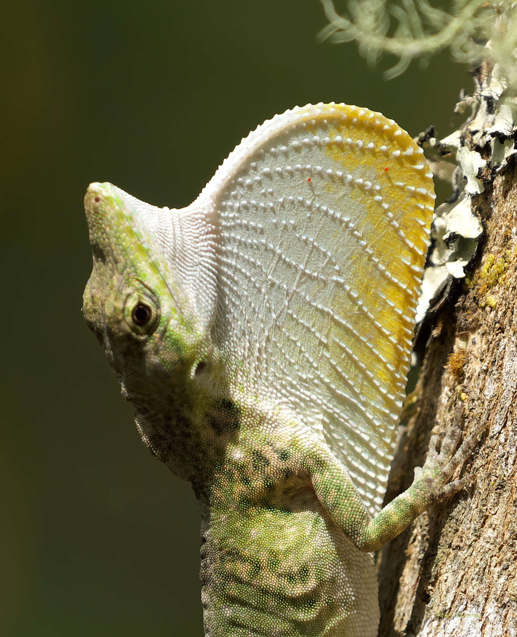 Image of Solitaire Anole