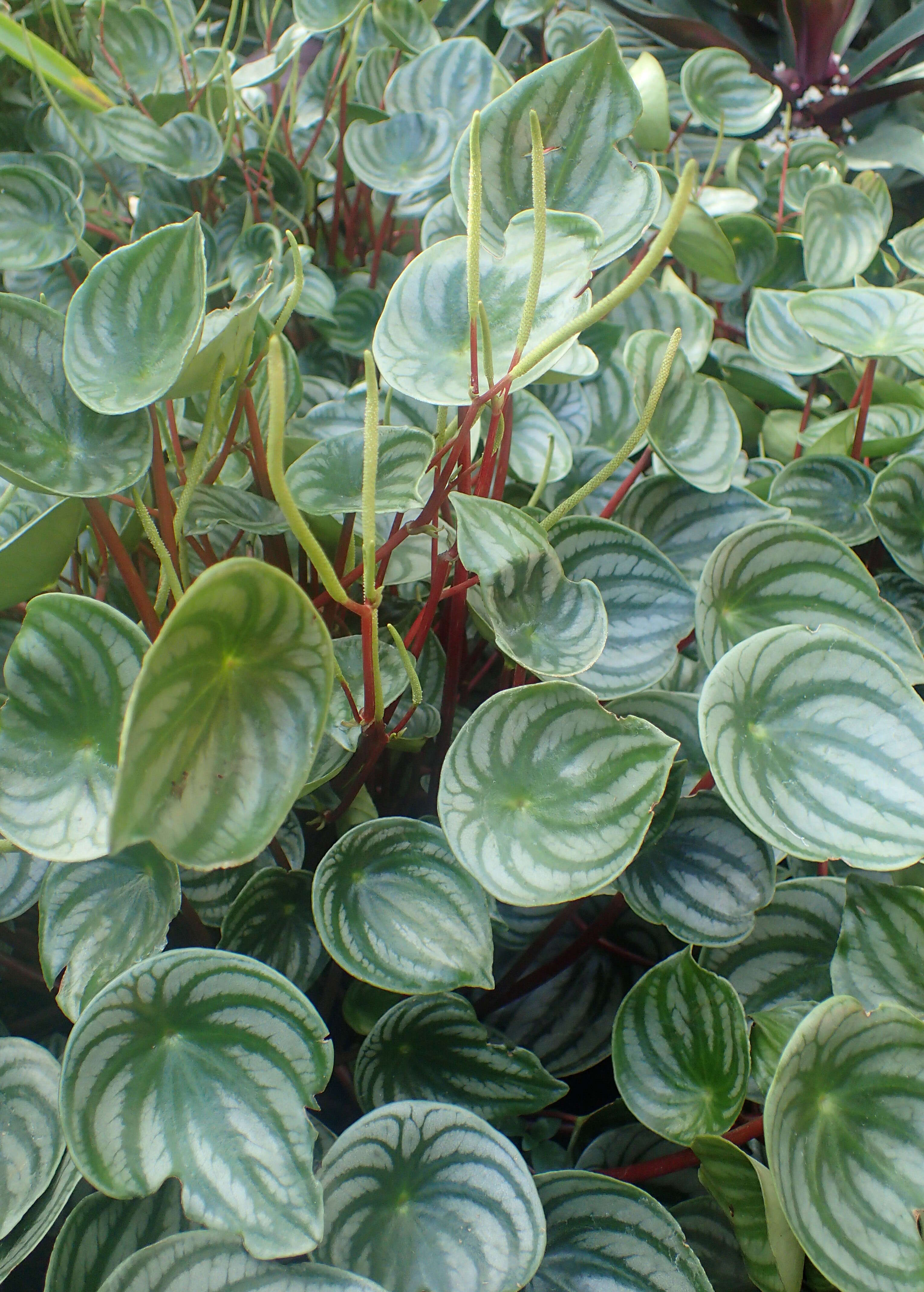 Image of Peperomia argyreia (Miq.) E. Morr.