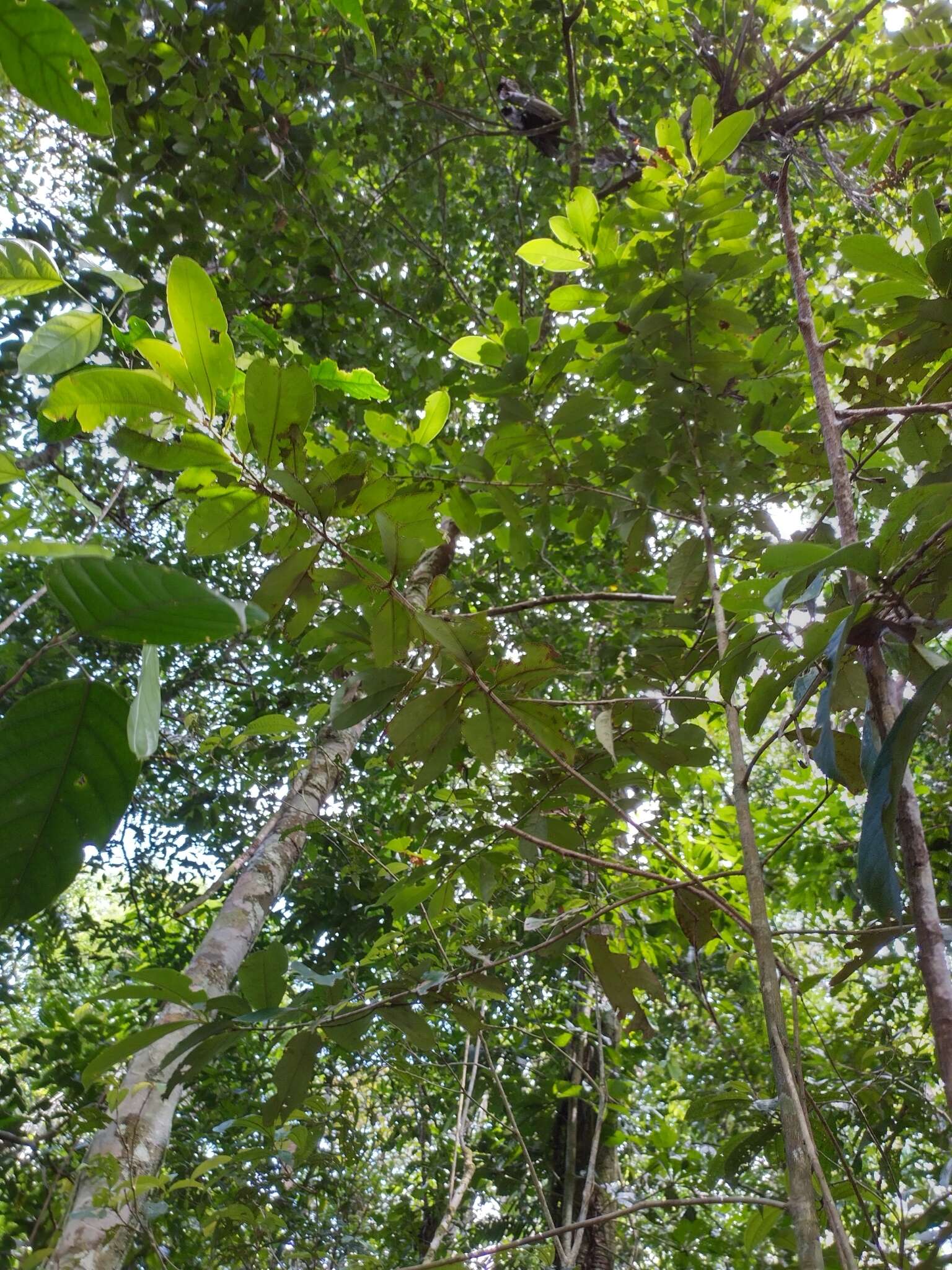 Imagem de Erythroxylum macrophyllum Cav.