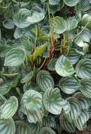 Image of Peperomia argyreia (Miq.) E. Morr.