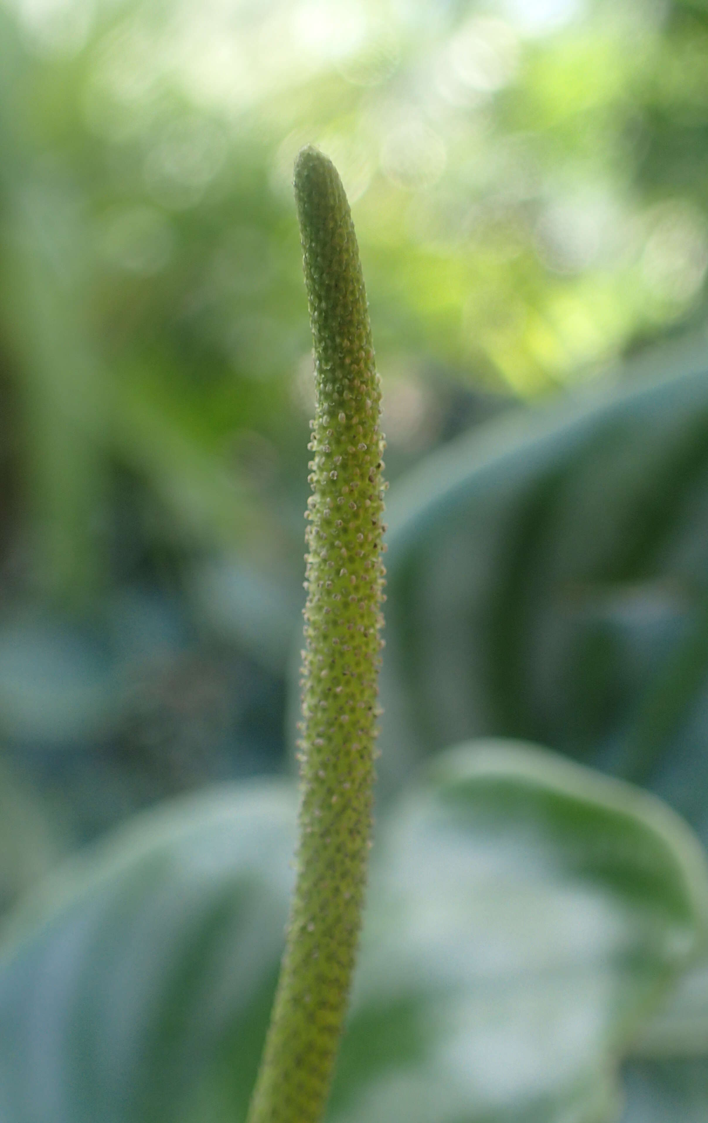 Image of Peperomia argyreia (Miq.) E. Morr.